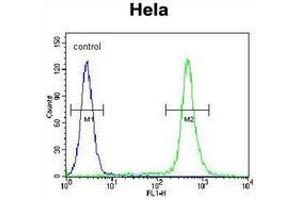 Flow Cytometry (FACS) image for anti-Chromosome 18 Open Reading Frame 8 (C18orf8) (AA 40-74), (N-Term) antibody (ABIN950803)