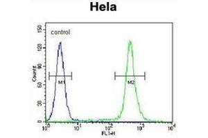 Flow cytometric analysis of Hela cells (right histogram) compared to a negative control cell (left histogram) using C18orf8/MIC1 Antibody (N-term), followed by FITC-conjugated goat-anti-rabbit secondary antibodies. (C18orf8 抗体  (N-Term))