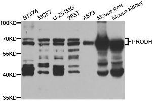 Western blot analysis of extracts of various cell lines, using PRODH antibody (ABIN5973448) at 1/1000 dilution. (PRODH 抗体)