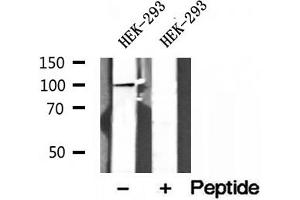 Western blot analysis of extracts of HEK-293 cells, using NLRX1 antibody. (NLRX1 抗体  (Internal Region))