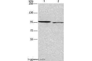 Western blot analysis of 293T and Hela cell, using ICAM5 Polyclonal Antibody at dilution of 1:500 (ICAM5 抗体)