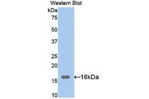 Western blot analysis of the recombinant protein. (Ribonuclease A12 (AA 21-147) 抗体)