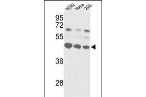 Western blot analysis of SSB Antibody (C-term) (ABIN389303 and ABIN2839423) in K562, Hela, 293 cell line lysates (35 μg/lane). (SSB 抗体  (C-Term))