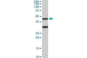 MAPK3 monoclonal antibody (M05), clone 3D6. (ERK1 抗体  (AA 279-379))