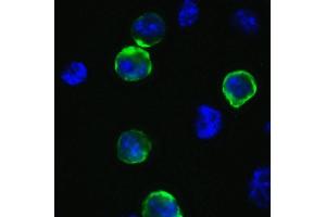 Immunofluorescence Validation of SARS-CoV-2 (COVID-19) Spike  in 293T Cells. (SARS-CoV-2 Spike 抗体  (C-Term))