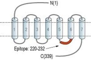 Representative domain view of the target of ABIN7235376. (G Protein-Coupled Receptor 17 (GPR17) Peptide)