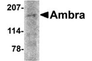Western Blotting (WB) image for anti-Autophagy/beclin-1 Regulator 1 (AMBRA1) (N-Term) antibody (ABIN1031227) (AMBRA1 抗体  (N-Term))