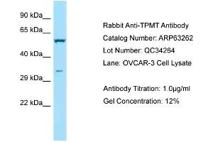 Western Blotting (WB) image for anti-Thiopurine S-Methyltransferase (TPMT) (C-Term) antibody (ABIN2789428) (TPMT 抗体  (C-Term))