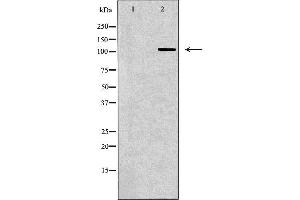 Western blot analysis of Mouse heart lysate, using RPGR Antibody. (RPGR 抗体  (C-Term))
