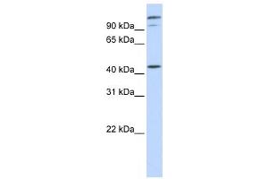 Western Blotting (WB) image for anti-AFG3-Like Protein 2 (AFG3L2) antibody (ABIN2459048) (AFG3L2 抗体)