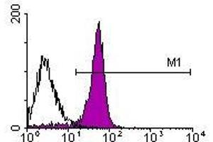 Image no. 1 for anti-CD2 (CD2) antibody (FITC) (ABIN135081) (CD2 抗体  (FITC))