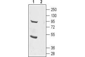 Western blot analysis of rat brain lysate: - 1. (Anoctamin 2 抗体  (3rd Extracellular Loop))