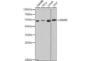 Western blot analysis of extracts of various cell lines using RBBP4 Polyclonal Antibody at dilution of 1:1000. (Retinoblastoma Binding Protein 4 抗体)