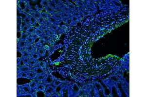 IF analysis of MCAM using anti-MCAM antibody (ABIN7601026). (MCAM 抗体  (AA 27-621))