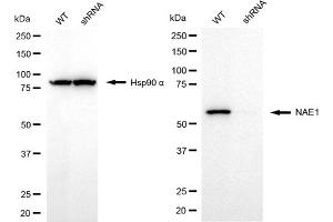 Western blotting analysis using NAE1 antibody (ABIN7799567). (NAE1 抗体)