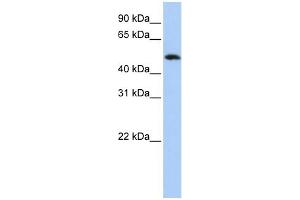 WB Suggested Anti-KIAA0157 Antibody Titration: 0. (FAM175B 抗体  (Middle Region))