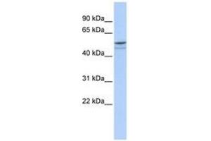 Image no. 1 for anti-DMRT-Like Family A1 (DMRTA1) (AA 179-228) antibody (ABIN6742358) (DMRTA1 抗体  (AA 179-228))