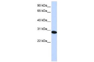 Western Blotting (WB) image for anti-PHD Finger Protein 19 (PHF19) antibody (ABIN2459400) (PHF19 抗体)