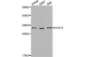Western blot analysis of extracts of various cell lines, using CD274 antibody. (PD-L1 抗体)