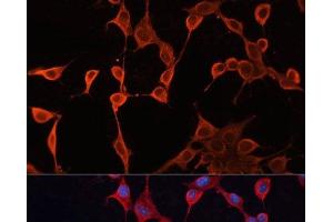 Immunofluorescence analysis of NIH/3T3 cells using DNAJA2 Polyclonal Antibody at dilution of 1:100. (DNAJA2 抗体)