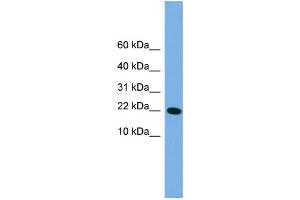 WB Suggested Anti-PNRC2 Antibody Titration: 0.