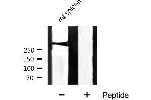 Western blot analysis of Filamin A phosphorylation expression in rat spleen tissue lysates,The lane on the right is treated with the antigen-specific peptide. (Filamin A 抗体  (pSer2152))