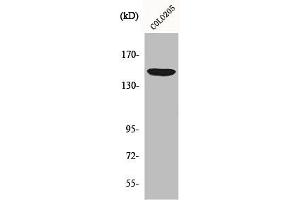 ABCC1 抗体  (Internal Region)
