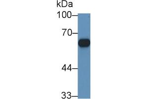 Western Blot; Sample: Mouse Adrenal gland lysate; Primary Ab: 1µg/ml Rabbit Anti-Rat CYP11B1 Antibody Second Ab: 0. (CYP11B1 抗体  (AA 1-498))