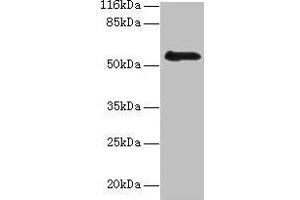 Western blot All lanes: RBMY1F antibody at 2 μg/mL + PC-3 whole cell lysate Secondary Goat polyclonal to rabbit IgG at 1/10000 dilution Predicted band size: 56, 48 kDa Observed band size: 56 kDa (RBMY1F 抗体  (AA 1-496))