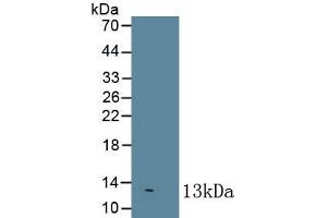 Detection of Recombinant IL8, Bovine using Monoclonal Antibody to Interleukin 8 (IL8) (IL-8 抗体  (AA 23-101))