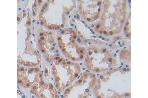 Used in DAB staining on fromalin fixed paraffin- embedded kidney tissue (ERI1 抗体  (AA 2-249))