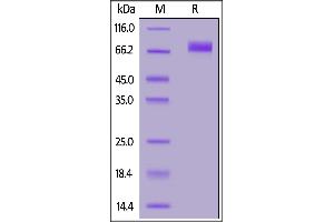 Biotinylated Human B7-H6, Fc,Avitag on  under reducing (R) condition.