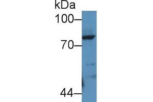 Western Blot; Sample: Rat Lung lysate; Primary Ab: 2µg/mL Rabbit Anti-Rat POSTN Antibody Second Ab: 0. (Periostin 抗体  (AA 24-173))