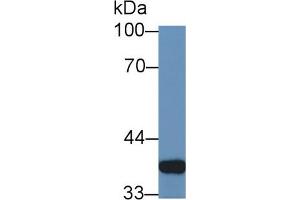Western Blotting (WB) image for anti-Galectin 4 (LGALS4) (AA 19-324) antibody (ABIN1868101)