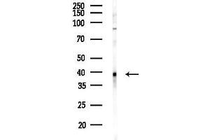 anti-GATA Binding Protein 4 (GATA4) (pSer105) antibody
