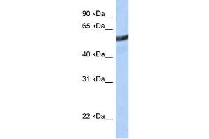 WB Suggested Anti-ME3 Antibody Titration:  0. (ME3 抗体  (N-Term))