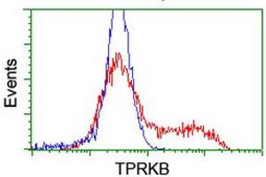Image no. 2 for anti-TP53RK Binding Protein (TPRKB) antibody (ABIN1501485) (TPRKB 抗体)