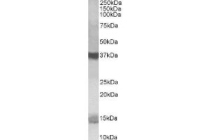 ABIN2564701 (1µg/ml) staining of K562 lysate (35µg protein in RIPA buffer). (Prefoldin-Like 抗体  (C-Term))
