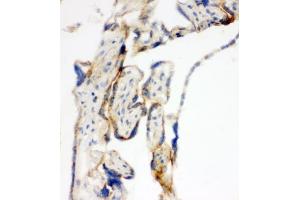 IHC-F testing of TFAM antibody and human placenta tissue (TFAM 抗体  (C-Term))