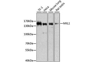 Western blot analysis of extracts of various cell lines, using MKL1 antibody. (MKL1 抗体  (AA 1-280))