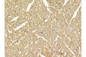 ABIN7097149 and ABIN7101217 at 1/100 staining rat heart tissue by IHC-P. (ACMSD 抗体)