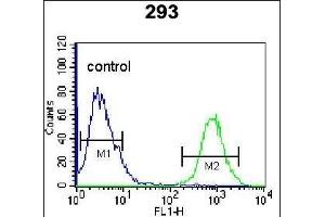 OGN Antibody (C-term) (ABIN655617 and ABIN2845097) flow cytometric analysis of 293 cells (right histogram) compared to a negative control cell (left histogram). (OGN 抗体  (C-Term))