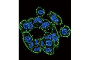 Confocal immunofluorescent analysis of Urokinase (PLAU) Antibody (C-term) (ABIN392797 and ABIN2842234) with  cell followed by Alexa Fluor 488-conjugated goat anti-rabbit lgG (green). (PLAU 抗体  (C-Term))