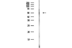 anti-LTV1 Homolog (LTV1) antibody