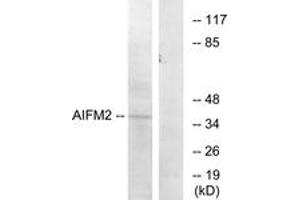 Western blot analysis of extracts from COS7 cells, using AIFM2 Antibody. (AIFM2 抗体  (AA 141-190))