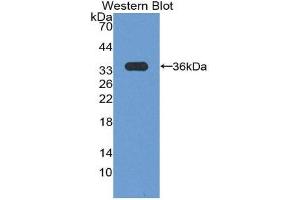 Western Blotting (WB) image for anti-Cyclin D3 (CCND3) (AA 1-292) antibody (ABIN2116693)