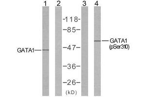 Western blot analysis of extract from COS7 cells untreated or treated with EPO using GATA1 (Ab-310) antibody (E021042, Line 1 and 2) and GATA1 (phospho-Ser310) antibody (E011042, Line 3 and 4). (GATA1 抗体  (pSer310))