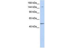 Image no. 1 for anti-PR Domain Containing 15 (PRDM15) (AA 900-949) antibody (ABIN6740934) (PRDM15 抗体  (AA 900-949))