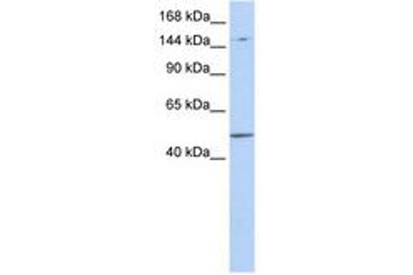 PRDM15 anticorps  (AA 900-949)
