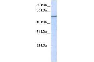 EIF2S3 antibody used at 1 ug/ml to detect target protein. (EIF2S3 抗体  (N-Term))